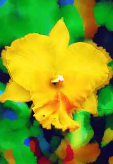 illust, material, livram, paisagem, quadro, pintura, lpis de cor, creiom, puxando,Um cattleya amarelo, Uma orqudea, , , Eu sou luxuoso