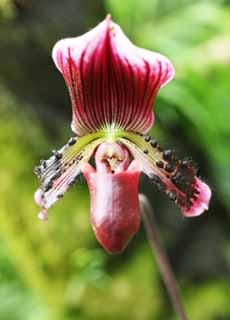 Foto, materieel, vrij, landschap, schilderstuk, bevoorraden foto,Paphiopedilum, Een orchidee, , , Ik ben luxueus