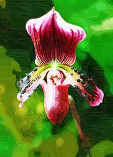 illustration,material,free,landscape,picture,painting,color pencil,crayon,drawing,Paphiopedilum, An orchid, , , I am luxurious
