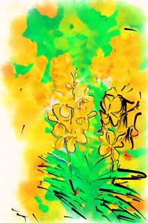 illust, materiell, befreit, Landschaft, Bild, Gemlde, Farbbleistift, Wachsmalstift, Zeichnung,,Eine gelbe Orchidee, Eine Orchidee, , , Ich bin luxuris