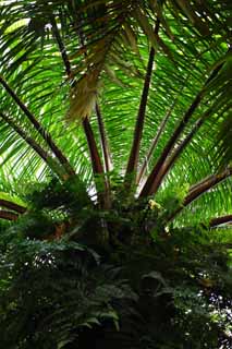 Foto, materiell, befreit, Landschaft, Bild, hat Foto auf Lager,Cycad und ein Farn, Farn, Die tropische Zone, tropische Pflanze, Tropischer Wald