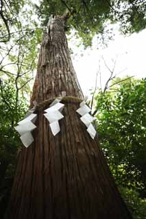 foto,tela,gratis,paisaje,fotografa,idea,Ishigami muy importante santuario rbol sagrado, La crnica japonesa de Japn, Descripcin de historia folklrica, Apndice de papel, La corteza