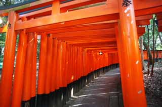 fotografia, materiale, libero il panorama, dipinga, fotografia di scorta,1,000 Fushimi-Inari Taisha toriis di Sacrario, La visita di anno Nuovo ad un sacrario scintoista, torii, Inari, volpe