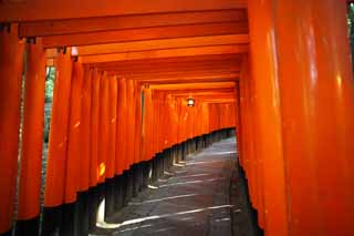 foto,tela,gratis,paisaje,fotografa,idea,1,000 Fushimi - Inari Taisha toriis del santuario, Visita de Ao Nuevo para un santuario sintosta, Torii, Inari, Zorro