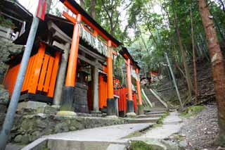 Foto, materieel, vrij, landschap, schilderstuk, bevoorraden foto,Fushimi-inari Taisha Shrine torii, Nieuw bezoek van Jaar naar een Shinto heiligdom, Torii, Inari, Vos