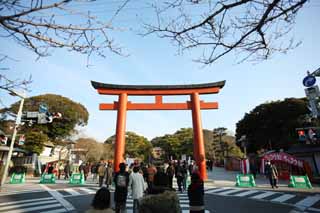 photo,material,free,landscape,picture,stock photo,Creative Commons,Hachiman-gu Shrine approach to a shrine, torii, New Year's visit to a Shinto shrine, An approach to a shrine, pedestrian crossing