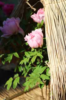 fotografia, materiale, libero il panorama, dipinga, fotografia di scorta,Una peonia, peonia, bottone, peonia di inverno, Medicina cinese