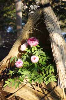 photo,material,free,landscape,picture,stock photo,Creative Commons,A peony, peony, button, winter peony, Chinese medicine