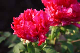 , , , , ,  .,peony, peony, ,  peony,  