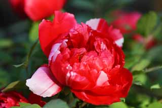 , , , , ,  .,peony, peony, ,  peony,  