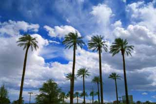 Foto, materieel, vrij, landschap, schilderstuk, bevoorraden foto,Zwachtelen in een oase in, Blauwe lucht, Palm, Wolk, 