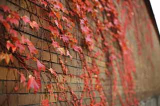 photo,material,free,landscape,picture,stock photo,Creative Commons,A wall of the ivy, Ivy, Colored leaves, brick, brick