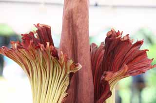 Foto, materieel, vrij, landschap, schilderstuk, bevoorraden foto,Wereldwijd grootste bloem Amorphophallus titanum, Rot vies ruiken, Reusachtige bloem, Konnyaku, 