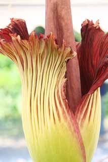 fotografia, material, livra, ajardine, imagine, proveja fotografia,A maior flor de mundo titanum de Amorphophallus, Cheiro ptrido, flor enorme, Konnyaku, 