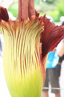 photo,material,free,landscape,picture,stock photo,Creative Commons,World's greatest flower Amorphophallus titanum, Putrid smell, huge flower, Konnyaku, Konnyaku