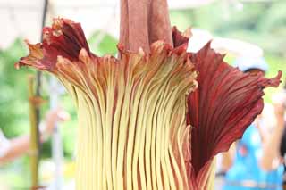 photo,material,free,landscape,picture,stock photo,Creative Commons,World's greatest flower Amorphophallus titanum, Putrid smell, huge flower, Konnyaku, Konnyaku