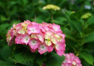 photo,material,free,landscape,picture,stock photo,Creative Commons,Self-conscious hydrangea, hydrangea, , , 