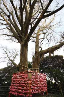 Foto, materiell, befreit, Landschaft, Bild, hat Foto auf Lager,Eshima Shrine Seiten Tsunomiya votive-Tablette, lassen Sie Schrein herunter, Schintoistischer Schrein, votive-Tablette, ginkgo