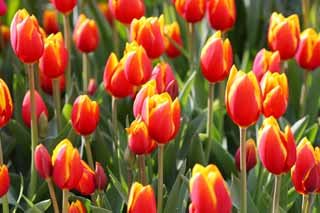 fotografia, materiale, libero il panorama, dipinga, fotografia di scorta,Un tulipano, tulipano, petalo, Io sono bello, 