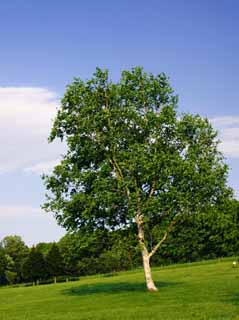 photo,material,free,landscape,picture,stock photo,Creative Commons,White birch tree, Hitsujigaoka, tree, birch, blue sky