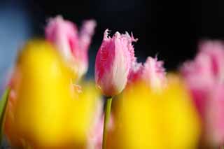 fotografia, materiale, libero il panorama, dipinga, fotografia di scorta,Un tulipano, tulipano, petalo, Io sono bello, 