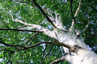 photo,material,free,landscape,picture,stock photo,Creative Commons,Bark of a birch tree, Hitsujigaoka, tree, birch, 