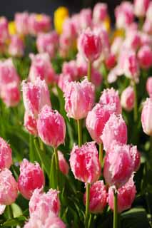 Foto, materieel, vrij, landschap, schilderstuk, bevoorraden foto,Een tulp, Tulp, Kroonblad, Ik ben knap, Ik ben prachtig