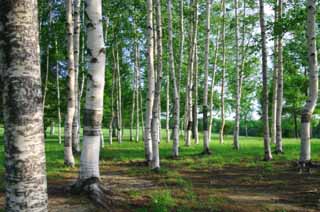 Foto, materieel, vrij, landschap, schilderstuk, bevoorraden foto,Berkeboom bos, Hitsujigaoka, Boom, Berken, 