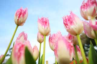 fotografia, materiale, libero il panorama, dipinga, fotografia di scorta,Un tulipano, tulipano, petalo, Io sono bello, 