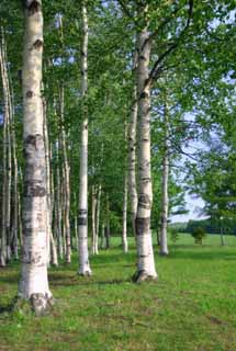 Foto, materieel, vrij, landschap, schilderstuk, bevoorraden foto,Berkeboom grove, Hitsujigaoka, Boom, Berken, 