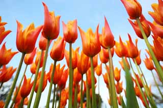 Foto, materieel, vrij, landschap, schilderstuk, bevoorraden foto,Een tulp, Tulp, Kroonblad, Ik ben knap, Ik ben prachtig