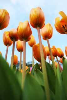 fotografia, materiale, libero il panorama, dipinga, fotografia di scorta,Un tulipano, tulipano, petalo, Io sono bello, 