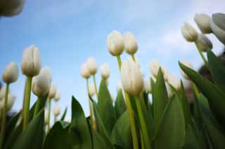 Foto, materiell, befreit, Landschaft, Bild, hat Foto auf Lager,Eine Tulpe, Tulpe, Bltenblatt, Ich bin schn, 