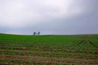 photo, la matire, libre, amnage, dcrivez, photo de la rserve,veiller du monde, Biei, arbre, champ, matin