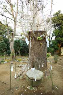 fotografia, materiale, libero il panorama, dipinga, fotografia di scorta,Sacrario di Eshima il sacrario di Okutsu, Prevenzione contro cattivo, carapace di un vada a caccia di tartarughe cresta, , grande albero di maidenhair