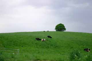 photo,material,free,landscape,picture,stock photo,Creative Commons,Awakening of cows, Biei, flower, cloud, tree