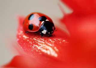 Foto, materieel, vrij, landschap, schilderstuk, bevoorraden foto,Ladybug, Furano, Bloem, Insect, Ladybug