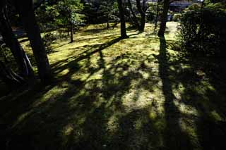 Foto, materiell, befreit, Landschaft, Bild, hat Foto auf Lager,Das Gieen des Schattens eines Baumes, Moos, Der Schatten eines Baumes, Baum, Schatten