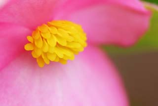 photo,material,free,landscape,picture,stock photo,Creative Commons,Self-conscious begonia, Furano, flower, begonia, stamens