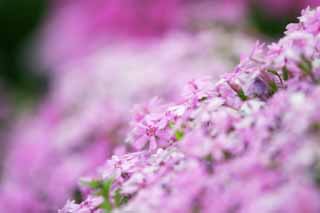 photo,material,free,landscape,picture,stock photo,Creative Commons,Moss phlox on a bank, Furano, flower, moss phlox, 