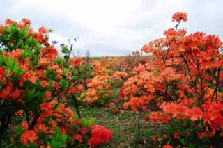 Foto, materiell, befreit, Landschaft, Bild, hat Foto auf Lager,Azalee, Furano, Blume, Azalee, 