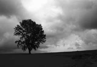 fotografia, materiale, libero il panorama, dipinga, fotografia di scorta,Nube della filosofia, Biei, albero, nube, cielo