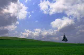 photo, la matire, libre, amnage, dcrivez, photo de la rserve,Sapin de Nol et le ciel bleu, Biei, arbre, nuage, ciel bleu