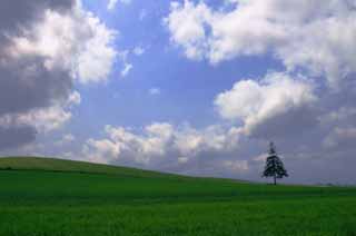 photo,material,free,landscape,picture,stock photo,Creative Commons,Christmas tree and the blue sky, Biei, tree, cloud, blue sky