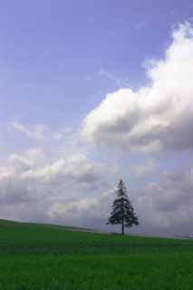 foto,tela,gratis,paisaje,fotografa,idea,rbol de Navidad y cielo., Biei, rbol, Nube, Cielo azul