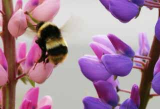 photo,material,free,landscape,picture,stock photo,Creative Commons,Bee flying away, bee, lupine, flower, insect