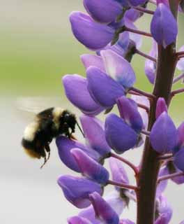 Foto, materieel, vrij, landschap, schilderstuk, bevoorraden foto,Lupine en een bee, Bee, Lupine, Bloem, Insect