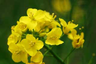 foto,tela,gratis,paisaje,fotografa,idea,Flores amarillas de hortalizas., Pngase amarillo, Flor, , 