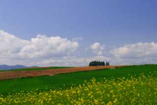 photo, la matire, libre, amnage, dcrivez, photo de la rserve,Champ de la fleur du viol et nuages, fleur, nuage, ciel bleu, champ