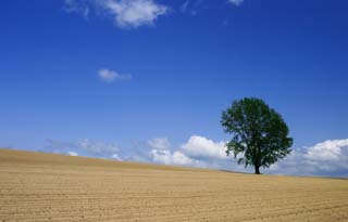 fotografia, materiale, libero il panorama, dipinga, fotografia di scorta,Passi l'estate dell'albero della filosofia, campo, albero, cielo blu, nube